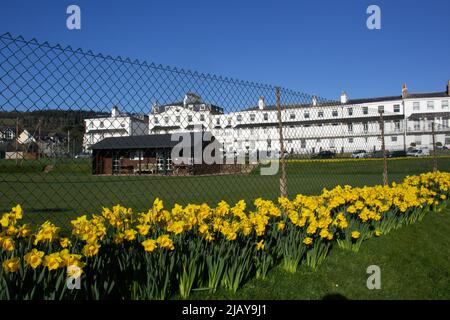 SIDMOUTH, UK - FEBRUARY 26, 2021 the Sidmouth Cricket Tennis & Croquet Club daffodil display with the painted Fortfield Terrace in the background Stock Photo