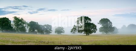 Summer trees disappear into the mist on a beautiful summer morning near Spofforth in North Yorkshire. Stock Photo