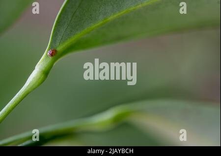 Focus on a single pest scale insect on an indoor houseplant leaf. Stock Photo