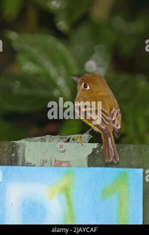 Yellowish Flycatcher (Empidonax flavescens flavescens) adult perched on sign wet after rain Costa Rica                         March Stock Photo