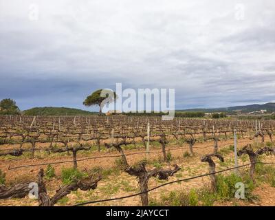 Vineyard during winter season in Spain, wine grapevine farm with no grape, no leaf Stock Photo