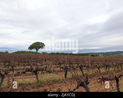 Vineyard during winter season in Spain, wine grapevine farm with no grape, no leaf Stock Photo