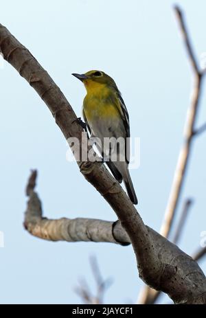 Yellow-throated Vireo (Vireo flavifrons) adult perched on branch Osa Peninsula, Costa Rica                   March Stock Photo