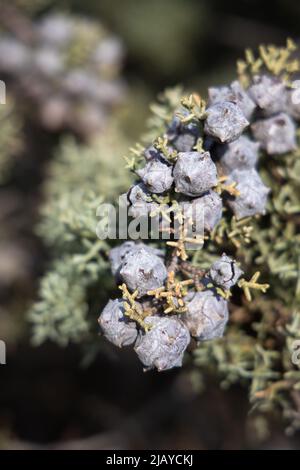 loseup of cupressus Tree With Purple To Lilac Mature Cones, mediterranean Stock Photo