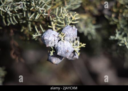 loseup of cupressus Tree With Purple To Lilac Mature Cones, mediterranean Stock Photo