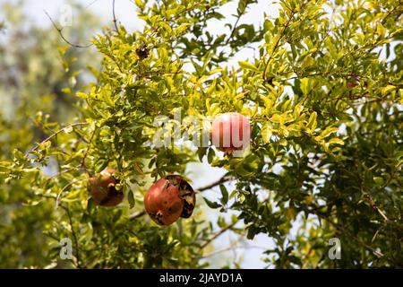 Ripe cracked red pomegranate fruit on the tree in leaves Stock Photo