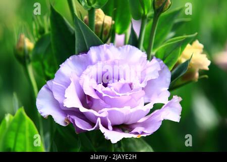 blooming colorful Carnation(Clove Pink) flower,close-up of beautiful purple with blue Carnation flower blooming in the garden Stock Photo