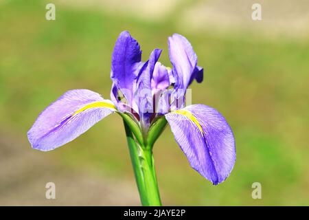 blooming colorful Iris(Flag,Gladdon,Fleur-de-lis) flower,close-up of beautiful blue with yellow flower blooming in the garden in spring Stock Photo