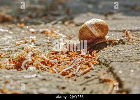 close up of a crawling snail Stock Photo