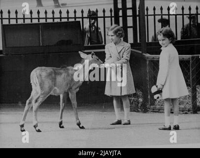 Princess Visit The London Zoo - Princess Margaret feeding a deer watched by a small friend. Princess Elizabeth and Princess Margaret Rose, daughters of the King and Queen, paid a visit to the London Zoo, where they petted and fed the animals. This was their second visit in a little over a month. It has been announced that the Princesses will go out by destroyer to meet the King and Queen on their return from Canada next Thursday. June 20, 1939. Stock Photo