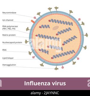 Influenza virus: detailed virion scheme, including 8 RNA parts, lipid bilayer, surface proteins (spikes) and ion channel. Stock Vector