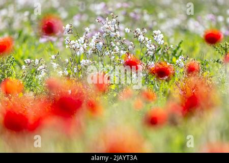 White Campion and Poppy Flowers on a Sunny Summers Day, with a Shallow Depth of Field Stock Photo