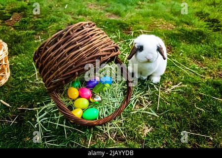 The Easter Bunny with a basket of eggs Stock Photo