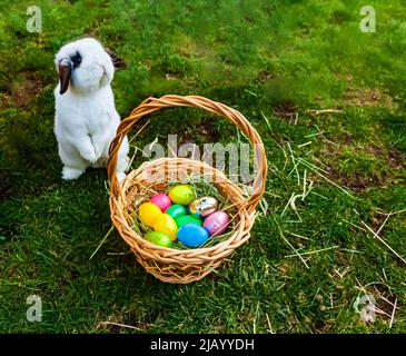 The Easter Bunny with a basket of eggs Stock Photo