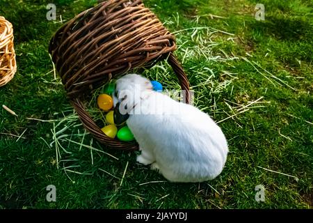The Easter Bunny with a basket of eggs Stock Photo