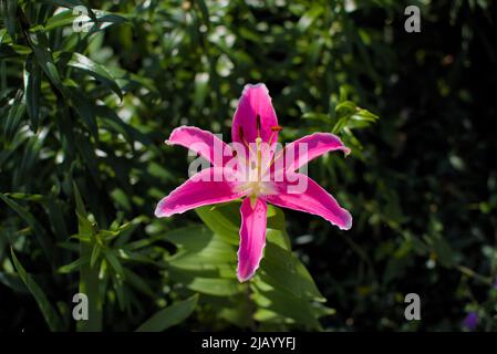 Gorgeous pink tiger lily in a spring garden in Ottawa, Ontario, Canada. Stock Photo