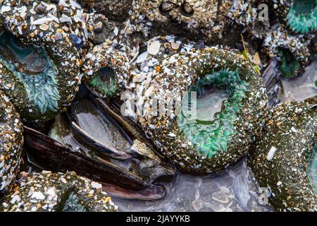 Shell and sand-encrusted Giant Green Anemones (Anthopleura xanthogrammica) in an intertidal zone along the Oregon coast of the United States. Stock Photo