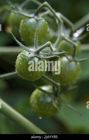 Closeup of a cluster of unripe green Sungold cherry tomatoes in an early summer Northwest garden, with water droplets from a recent rain. Stock Photo