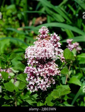 Tinkerbelle lilac flowers growing in a garden Stock Photo