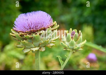 Purple Flowering Artichoke Globe. Ripening artichoke globes in a garden. Stock Photo