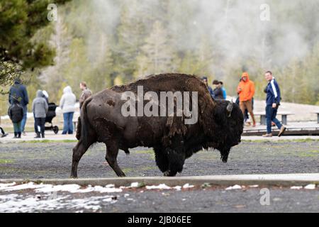 Yellowstone, United States Of America. 30th May, 2022. Yellowstone, United States of America. 30 May, 2022. An American bison bull walks through an area crowded with tourists at the Upper Geyser Basin in Yellowstone National Park, May 30, 2022 in Yellowstone, Wyoming. Earlier in the day a 25-year-old woman from Ohio was gored and tossed into the air by a bison near the same area. Credit: Richard Ellis/Richard Ellis/Alamy Live News Stock Photo