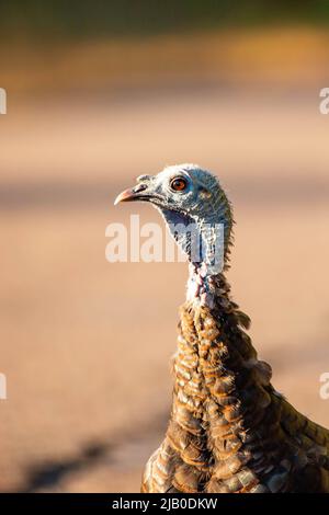 Close-up of a female wild turkey (Meleagris gallopavo) in Wisconsin, vertical Stock Photo