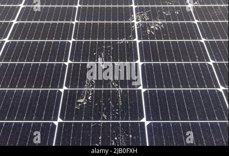 Bird footprint on Solar PV Panel Surface Stock Photo