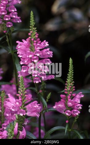 SUMMER SPIRE OR OBEDIENT PLANT (PHYSOSTEGIA VIRGINIANA) ALSO CALLED FALSE DRAGONHEAD Stock Photo