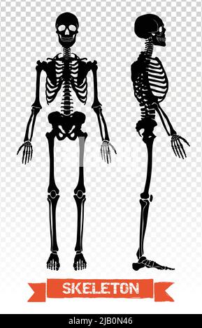 Two black human skeleton silhouettes front and side view isolated on transparent background flat vector illustration Stock Vector