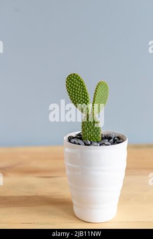 Orange Polka dot cactus in a beautiful pot Stock Photo