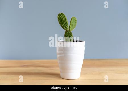 Opuntia cinnamon bunny ears cactus with copy space Stock Photo