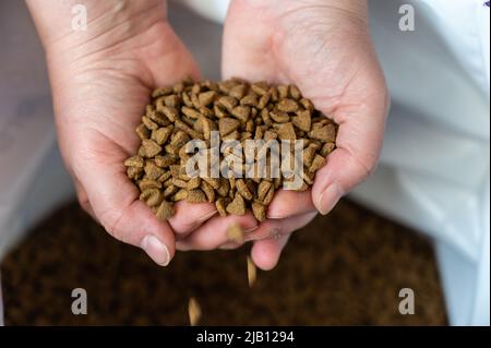 The pelleted dry cat food pours out of the palms of your hands.  Triangular brown pellets fall into an open bag. The hands of a middle-aged woman. Blu Stock Photo