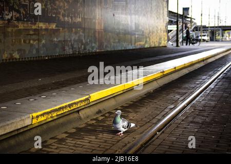 2022-06-02 07:42:41 THE HAGUE - A pigeon on the tram track at The Hague Central Station. Staff of the public transport company HTM in The Hague are on strike for a better collective labor agreement. FNV and CNV demand a wage increase of 5 percent and retention of purchasing power. ANP RAMON VAN FLYMEN netherlands out - belgium out Stock Photo