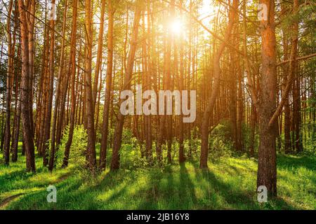 Sunset or dawn in a pine forest in spring or early summer. The sun among the trunks of pines. Stock Photo