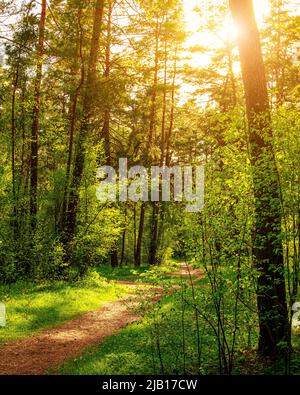 Sunset or dawn in a pine forest in spring or early summer. The sun illuminating the young spring foliage of shrubs. Stock Photo