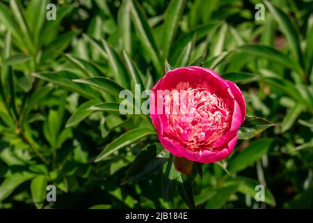 Pink peony bush in the flower garden. Delicate background for your design. Top view, close-up. Stock Photo