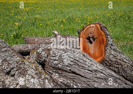 Sawn-off old tree trunks of fruit trees lie on a meadow Stock Photo