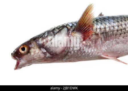 Red-finned mullet (Mugil soiuy, Redlip mullet (Liza haematocheilus)). This fish lives in Eurasia. Acclimatization and breeding facility. Isolated on w Stock Photo