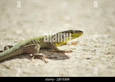 Close-up shot of a green lizards on the sandy rocky ground in a warm climate country Stock Photo