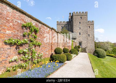 Yellow tulips, blue forget me nots and white pear blossom in the gardens at Sizergh Castle in the English Lake District near Kendal, Cumbria, England Stock Photo