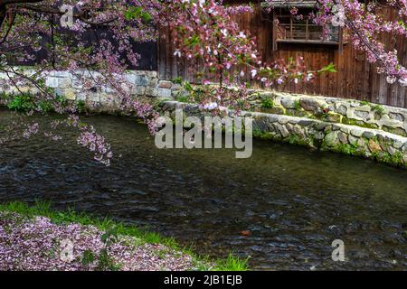 The shot of Shirakawa Canal near Tatsumi-Bashi Bridge in spring season, Gion Shirakawa, Kyoto, Japan. There are Cherry Blossom and old wooden houses Stock Photo
