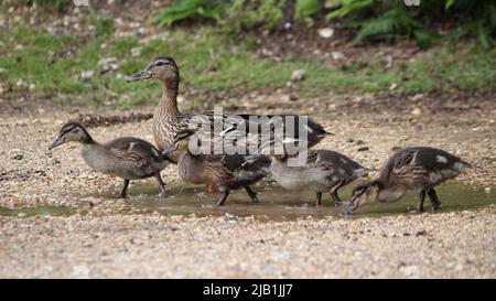 Female Mallard duck taking her ducklings for a walk Stock Photo