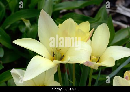 Tulipa Honky-Tonk tulip soft yellow flower with pink blush and grey green leaves foliage Stock Photo