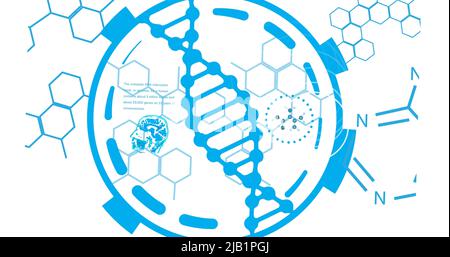Image of scientific data processing over dna strand spinning Stock Photo