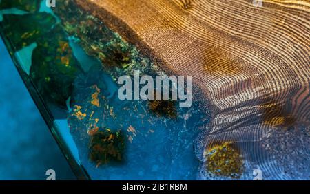 Epoxy resin table with transparent inserts and wooden base. Stock Photo