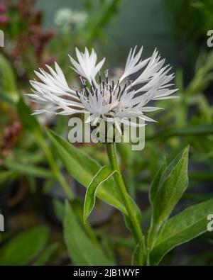 White perennial cornflower is also known as mountain Knapweed. Stock Photo