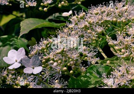 Close-up photo of a beautiful climbing hydrangea in the rays of sunlight Stock Photo
