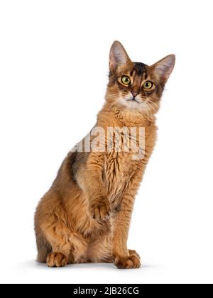 Handsome young ruddy Somali cat, sitting up facing front with one paw playful in air. Isolated on a white background. Stock Photo