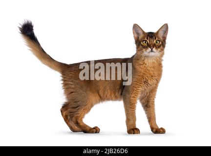 Handsome young ruddy Somali cat, standing side ways with tail up  Looking towards camera. Isolated on a white background. Stock Photo