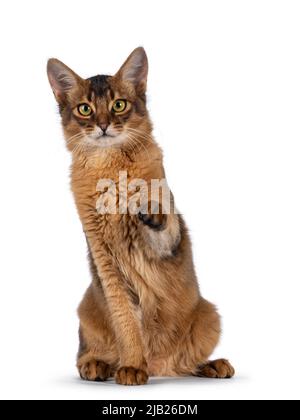 Handsome young ruddy Somali cat, sitting up facing front with one paw playful in air pointing to lens. Isolated on a white background. Stock Photo